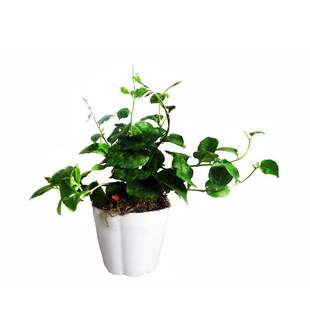 野外藤三七植物苗食用土田七种子根茎室外易活花卉爬藤绿植盆栽