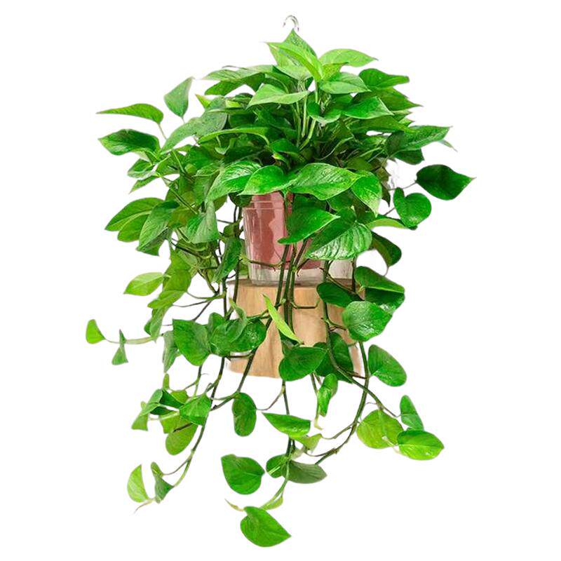 大叶绿萝盆栽室内吸除甲醛绿植花卉水培吊兰客厅绿箩植物长藤垂吊