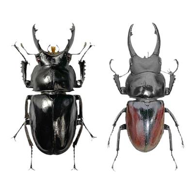 未整姿昆虫圆翅锹DIY材料