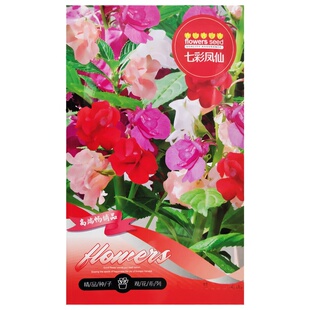 凤仙花种子指甲花籽四季易种阳台盆栽花卉种孑重瓣茶花凤仙种籽子