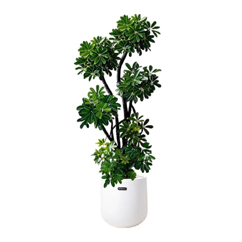 大型绿植造型鸭脚木客厅大盆栽