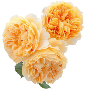 【水灵花园】玛格丽特王妃   英月  经典藤本 月季玫瑰 丰花