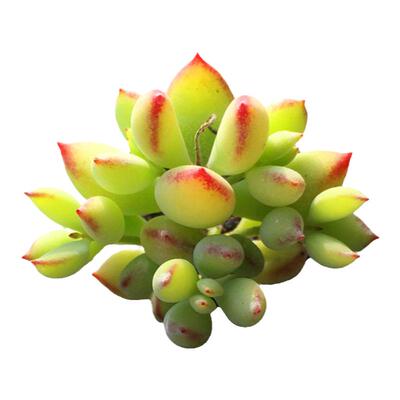 达摩福娘有香味迷你多肉一物一拍