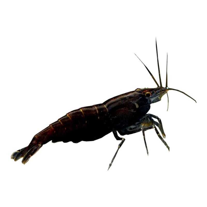巧克力虾活体观赏虾活体工具虾黑巧克力虾宠物虾咖啡虾观赏虾