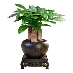 恰意发财树盆栽室内绿植桌面花卉中式禅意招财运植物四季常青好养