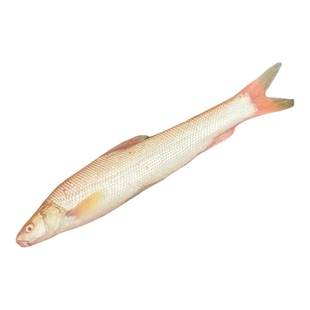 红眼鳕鱼苗红眼银鳕鱼苗大鳞鲃变异银鳕鱼淡水观赏食用鱼包邮包活