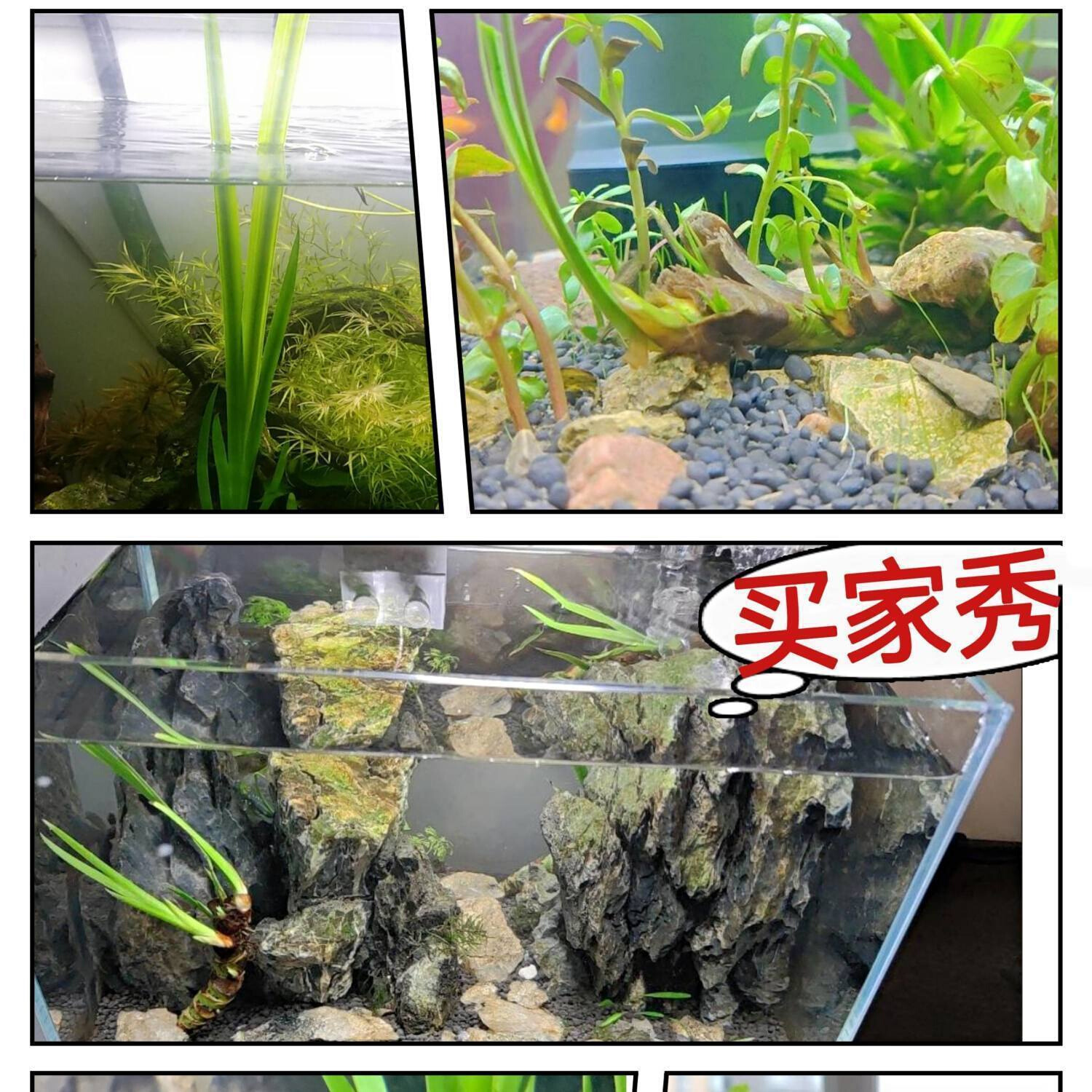 好货龙根菖蒲草易养活室内外水培植物养鱼缸龟景观绿植办公室盆景