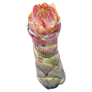 【云南直发】地涌金莲带花苞盆栽 绿植花卉 室内客厅好养的年宵花