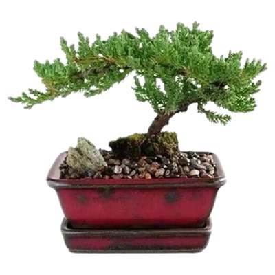 地柏苗四季常青庭院植物铺地柏珍珠柏盆景松柏树室内迎客松盆栽花