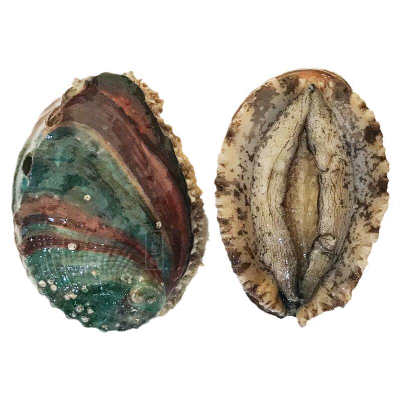 鲜活鲍鱼鲍鱼海鲜海贝2斤装包邮
