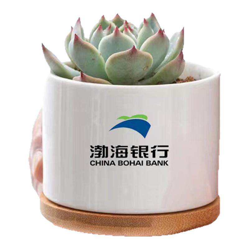 多肉植物伴手礼印制LOGO花盆多肉植物