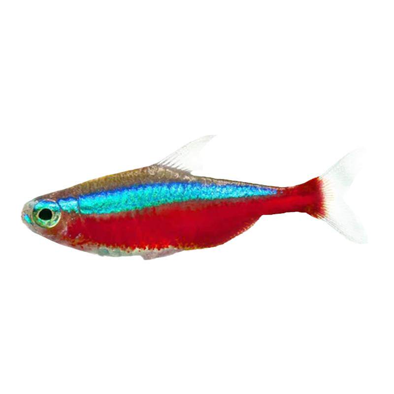 巴西宝莲灯鱼水族箱霓虹灯草缸群游小型热带鱼观赏鱼宠物活体包活