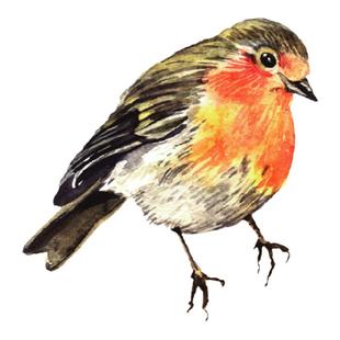 Little Forest复古写实鸟装饰墙贴客厅插画动物卧室美化贴纸可爱