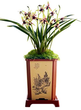 兰花苗建兰矮种四季兰好养美观