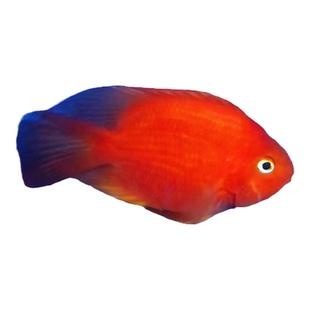 中大型观赏鱼热带鱼鹦鹉活体发财鱼苗鹦鹉元宝财神鱼包活