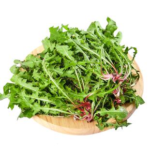 蒲公英野生新鲜现挖山野菜花嫩叶草东北蘸酱菜纯菜苦菜婆婆丁包邮