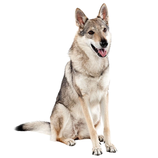 捷克狼犬狗品相鉴定估价鉴别捷克狼犬鉴定品相帮助挑选幼犬挑选鉴