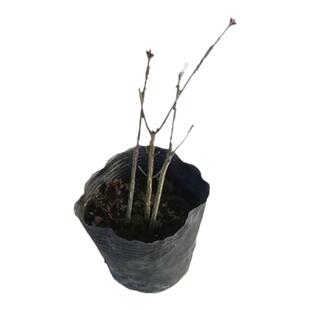 火焰卫矛加仑盆苗 耐热耐寒花灌木 秋季艳红【鲁虹园艺】