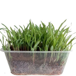 苏丹草种子养鱼专用草种高丹王草种籽牧草鱼草种籽四季玉米高粱