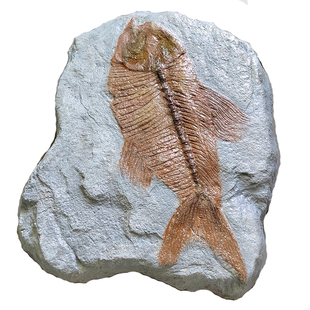 玻璃钢化石鱼类模型户外中华鸟龙蕨三叶虫骨架雕塑仿真石晶体摆件