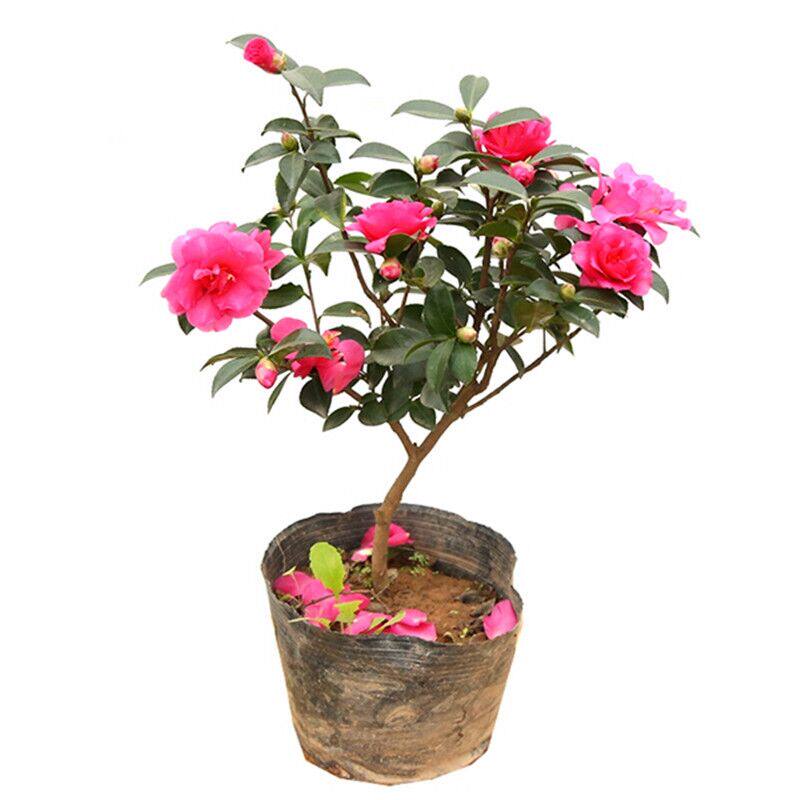 茶梅球庭院常青绿化风景花镜植物