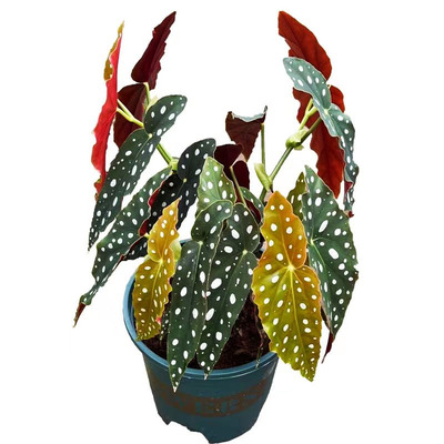 鳟鱼竹节海棠秋海棠热带植物绿植花盆客厅室内植物花卉四季好养活
