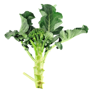 西兰苔种子苗西洋芥兰种籽芥蓝菜苔四季秧苗高产西兰花蔬菜孑菜苗