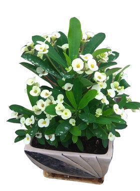 虎刺梅铁海棠四季开花植物新品