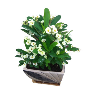 老桩白色虎刺梅盆栽铁海棠四季花卉阳台常年开花植物多花稀有新品