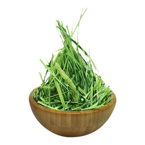 提摩西草2026年头茬暖棚南提嫩苗烘烤提草北提兔子磨牙健肠胃牧草