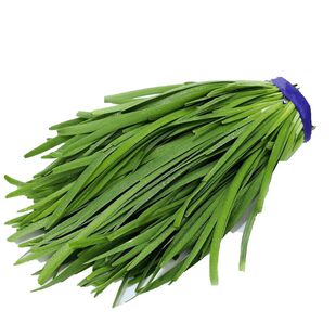 寒冬韭王高产优质韭菜种子老品种白根韭菜独根大棚小拱棚大田采用