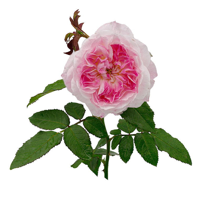 【知瑾】天狼月季庭院花园自育浓香丰花灌木易养观赏性植物花卉