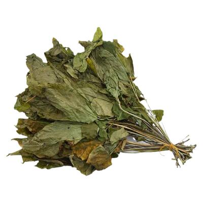 长白山天然中药材人参叶