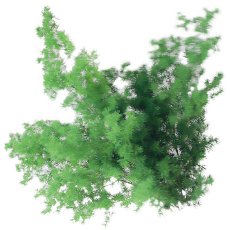 蓬莱松鲜切鲜花云南直发客厅植物室内水培绿植插花配草水松鲜切花