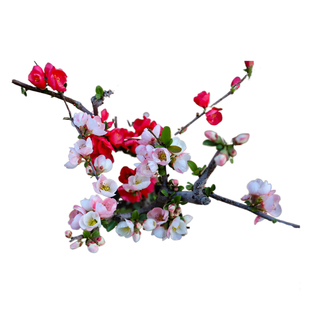 日本贴梗海棠长寿冠木瓜长寿冠世界一盆景树桩盆栽树苗重掰大带花