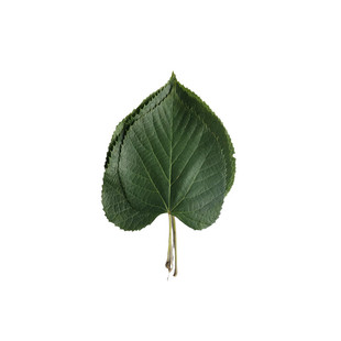 新鲜椴树叶子现采玻璃叶鲜菠萝叶剥了天然桲椤叶大叶湿胡叶桲椤叶