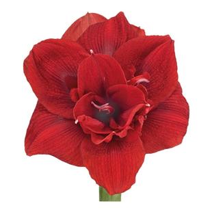 朱顶红进口荷兰条纹孔雀惊奇铃声火焰黛丝多年生花卉室内盆栽种球