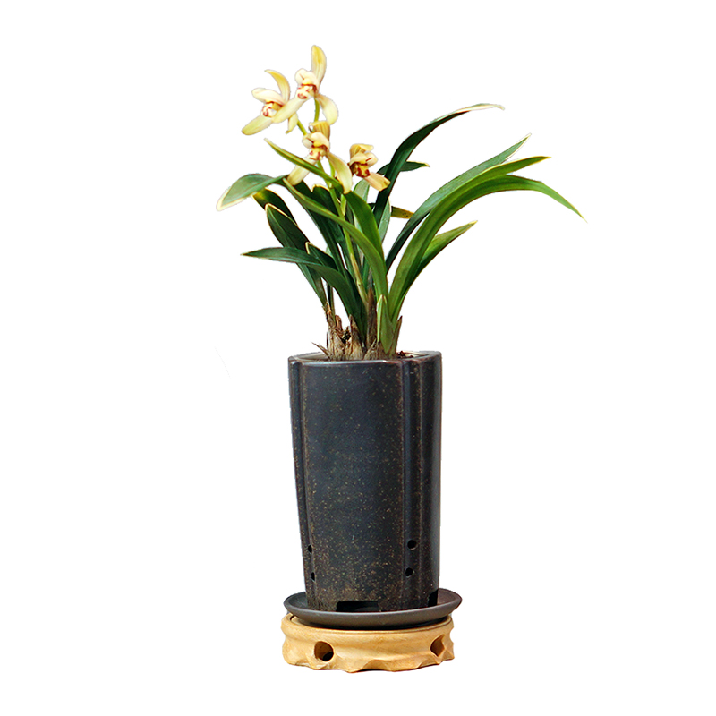 禅月达摩兰花国兰建兰金边室内书房办公室茶室桌盆栽绿植好养植物