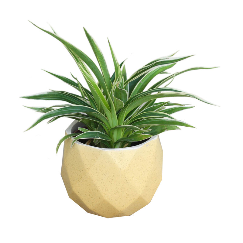 金心吊兰植物室内盆栽花卉