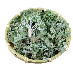 【野生现挖】新鲜茵陈山东整颗嫩芽食用应当季野菜蔬菜三月绵白蒿