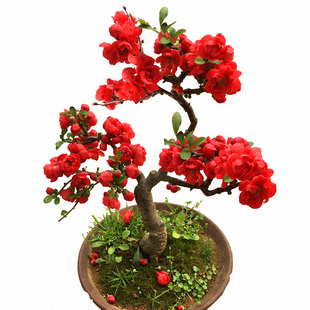 海棠老桩庭院绿植物花盆栽树苗盆景重瓣室内花卉四季开花好养盆景