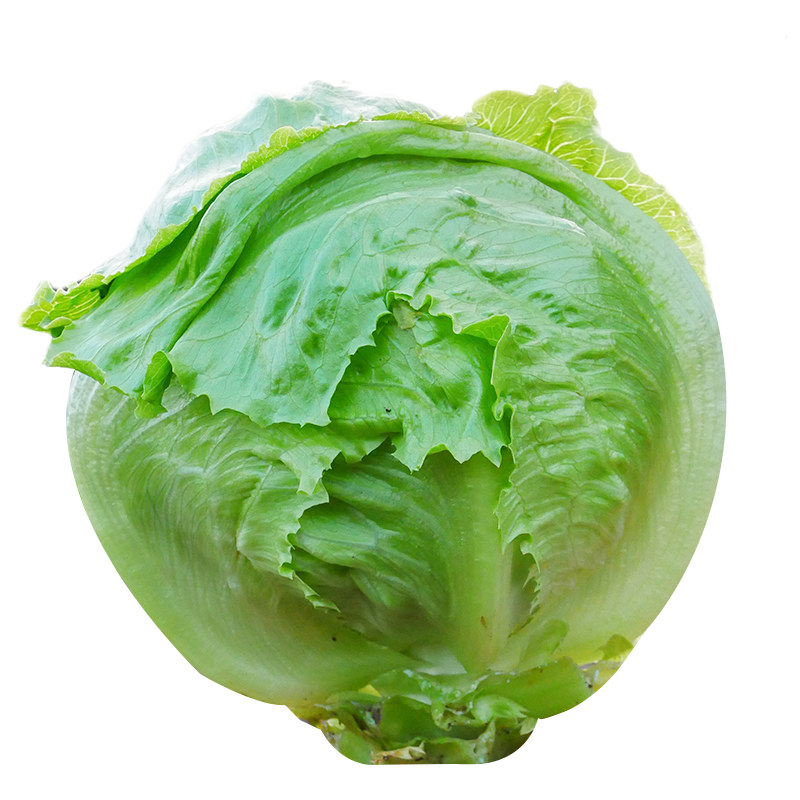 结球生菜种子球形生菜种籽四季球型卷心圆包心生菜种孑阳台盆栽