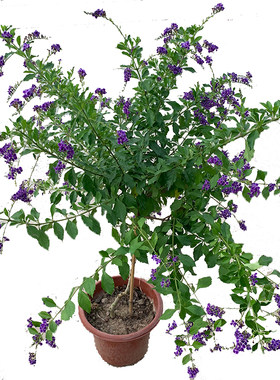 蕾丝金露花花苗连翘四季巧克力花