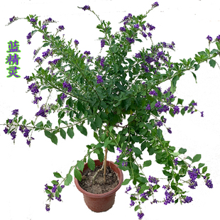 蕾丝金露花盆栽蓝精灵花苗白花蕾丝金露花苗耐热巧克力花多季开花