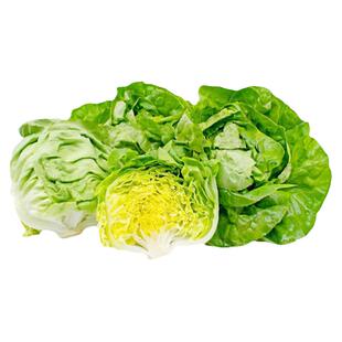大波士顿奶油生菜种子脆甜浓郁早熟抗性强传家宝四季室内阳台种菜