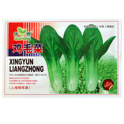 四季蔬菜鸡毛菜种子易种植