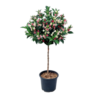 五彩锦带花树苗耐寒耐热庭院绿化风景树红王子锦带花苗盆栽花卉