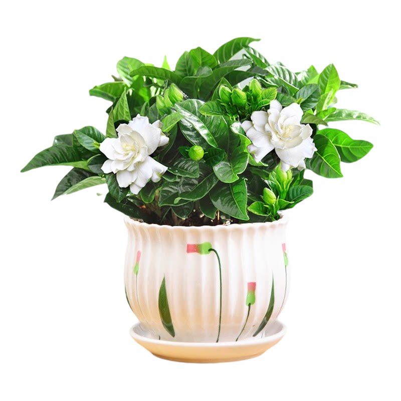栀子花盆栽花卉植物室内带花苞阳台水培绿植浓香型大树苗四季好养