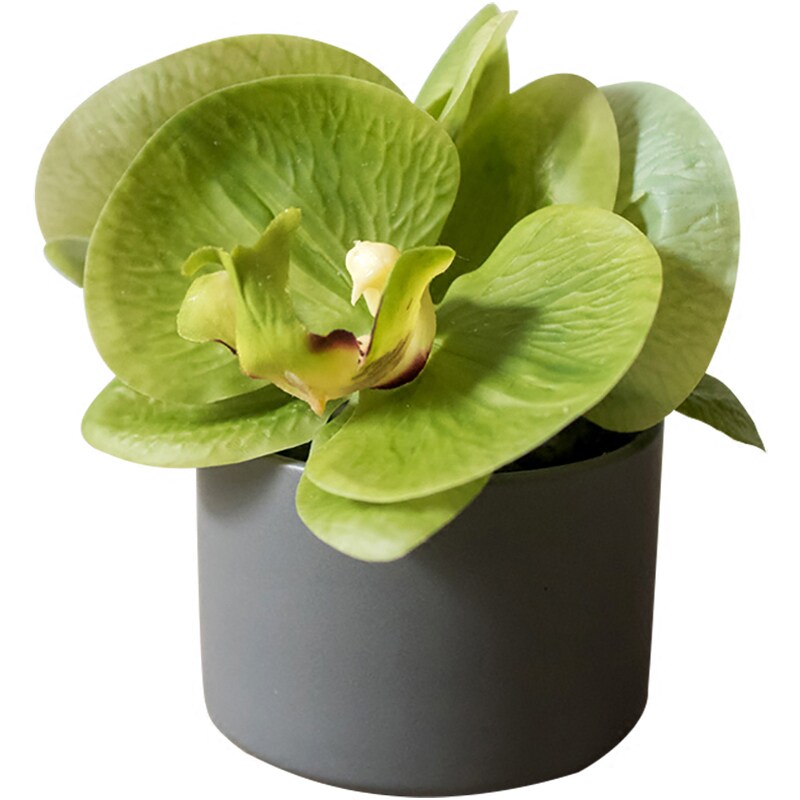 掬涵仿真蝴蝶兰盆栽小型绿植仿生植物假花桌面花卉盆景装饰摆件