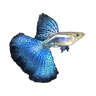 孔雀鱼精品纯种凤尾鱼红草尾蓝草尾缎带可繁殖热带淡水鱼孕母临产